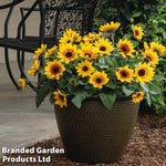Sunflower Sunbelievable Brown Eyed Girl 9cm Pot | Set-of-6