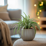 Spider Plant - 6 Pcs. - Chlorophytum Comosum 'atlantic' - Height 25-40cm - ⌀12cm | Set of 6 | Green