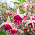 Fuchsia Standard 'paula Jane' | 1 x 3L | Pink