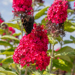 Buddleja 'butterfly Candy Little Ruby' Dwarf Butterfly Bush | 1 x 7.5L | Pink