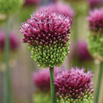 Spring Flowering Bulb Bonanza Collection - 50 Bulbs