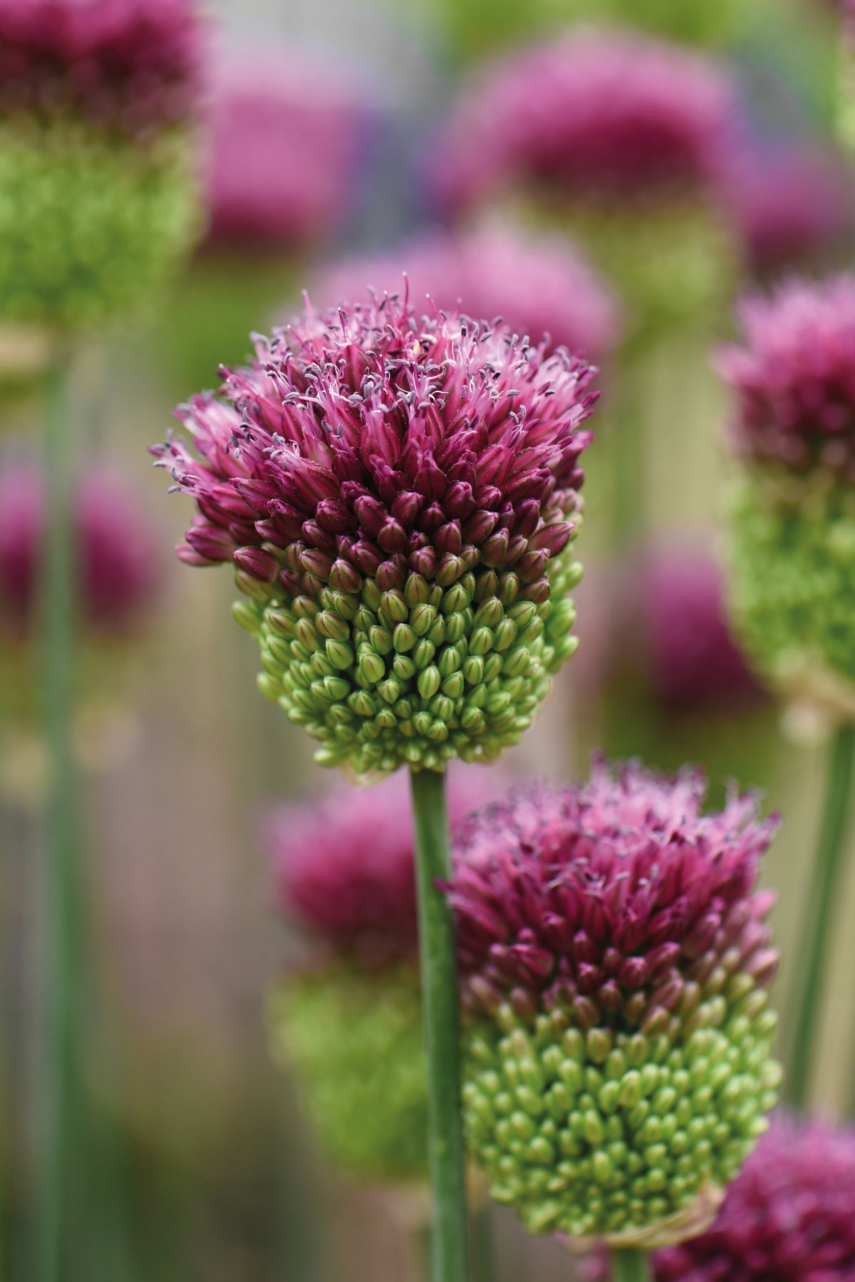 Spring Flowering Bulb Bonanza Collection - 50 Bulbs