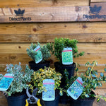 5x Large Mixed Euonymus Evergreen Shrubs Garden Plants 2l (5 Colours)