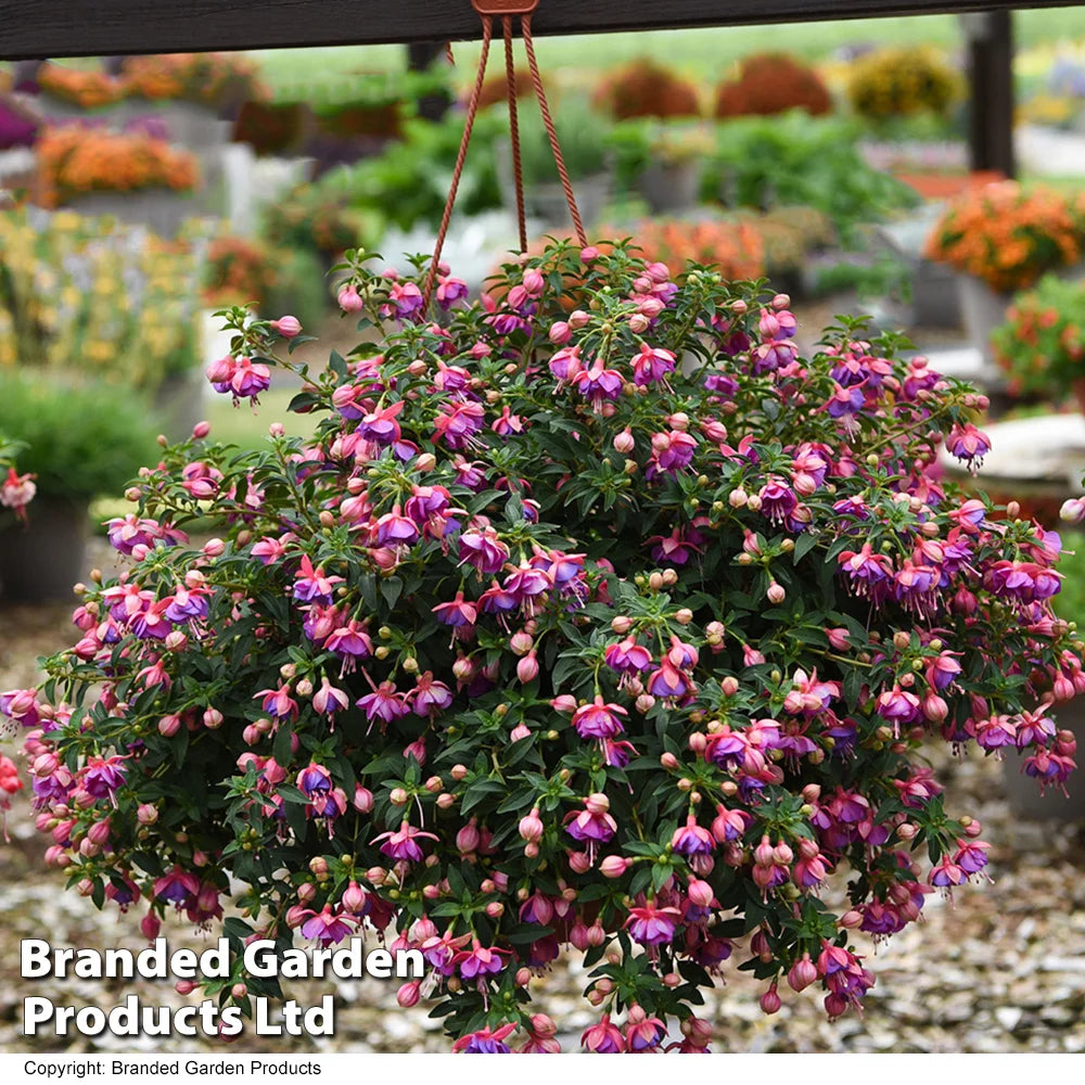 Thompson & Morgan Fuchsia Lionita Double Rose-blue Preplanted Basket 25cm X 1