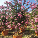 Lagerstroemia Pink Crape Myrtle 1/4 Standard Lollipop 100cm Supplied In A 7 Litre Pot