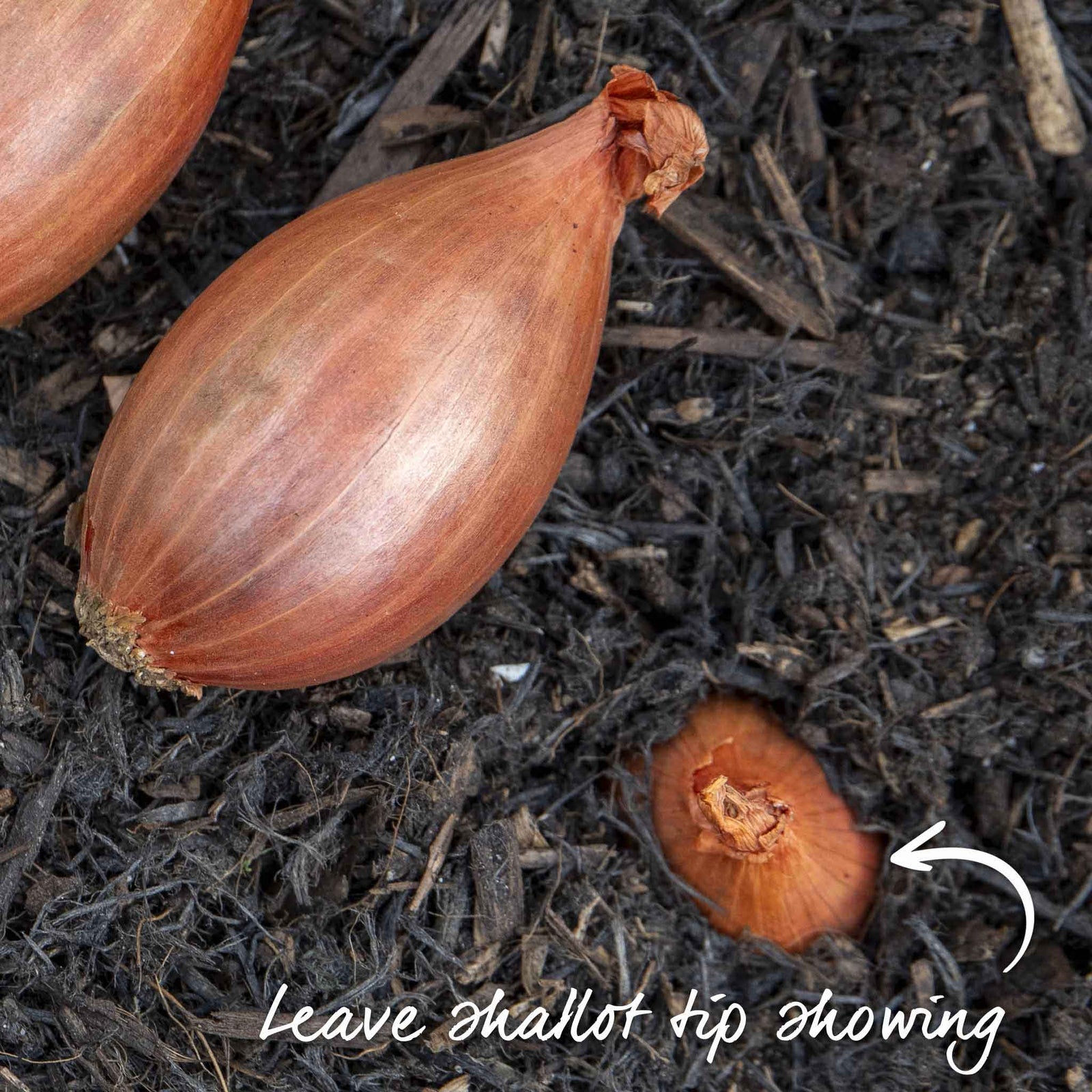 Shallot Sets Jermor (rhs Awarded) | Set of 15