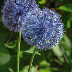 Allium Collection Bulbs | Set of 210
