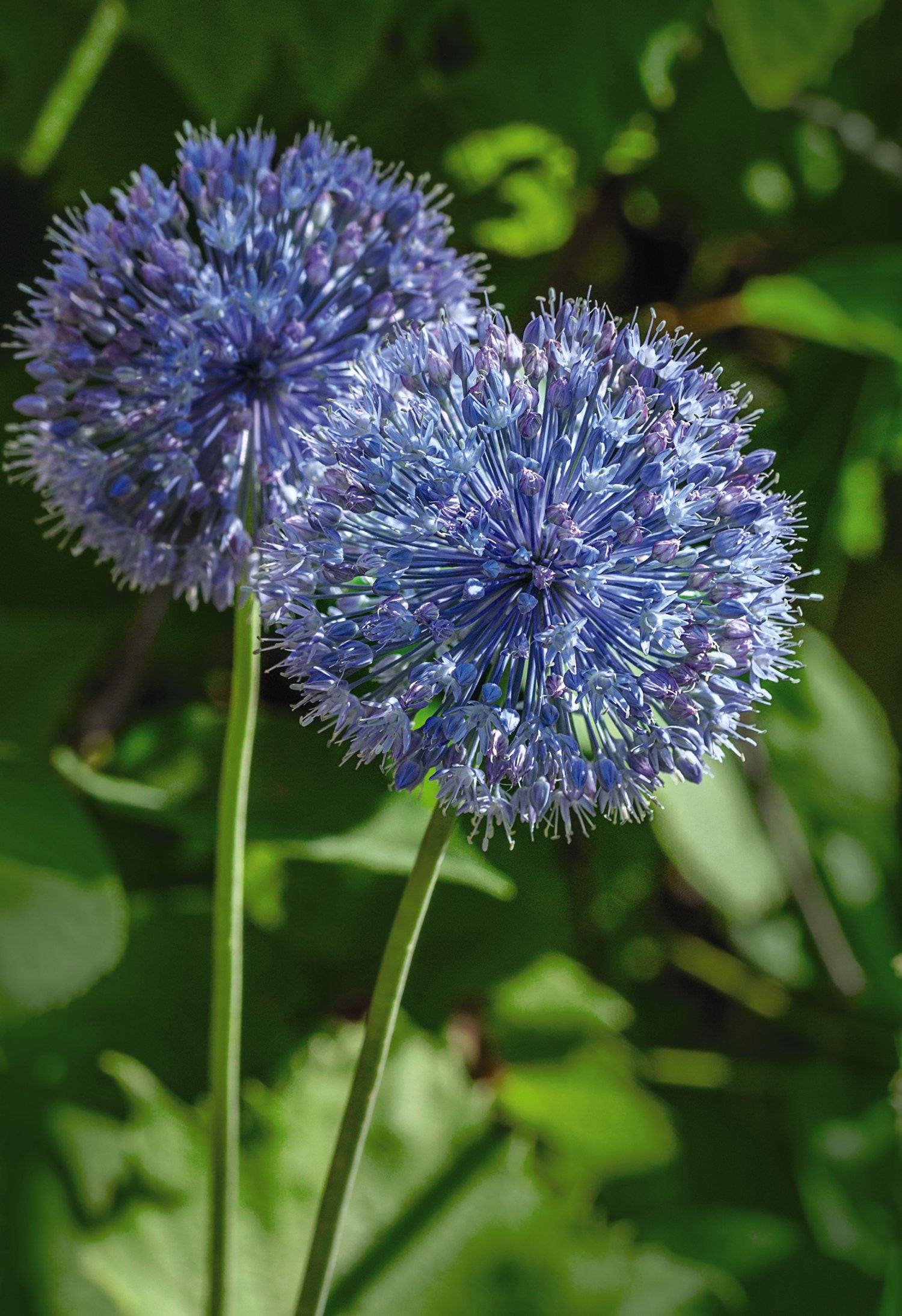 Allium Collection Bulbs | Set of 210