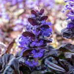 Ajuga Reptans 'black Scallop' Evergreen Groundcover With Dark Glossy Foliage And Blue Spring Flowers | 3 x 9cm | Blue