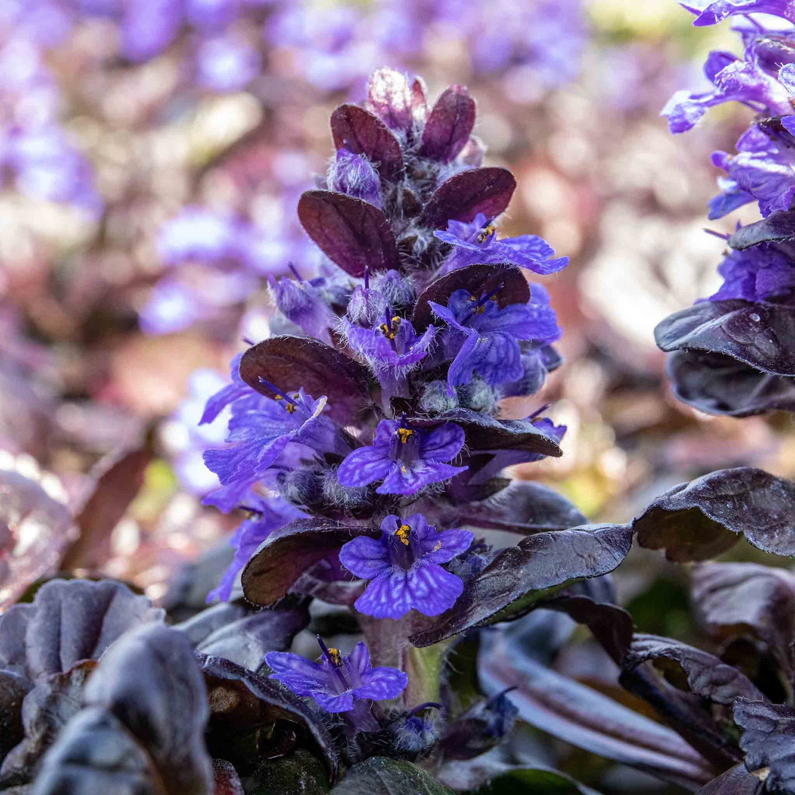 Ajuga Reptans 'black Scallop' Evergreen Groundcover With Dark Glossy Foliage And Blue Spring Flowers | 3 x 9cm | Blue