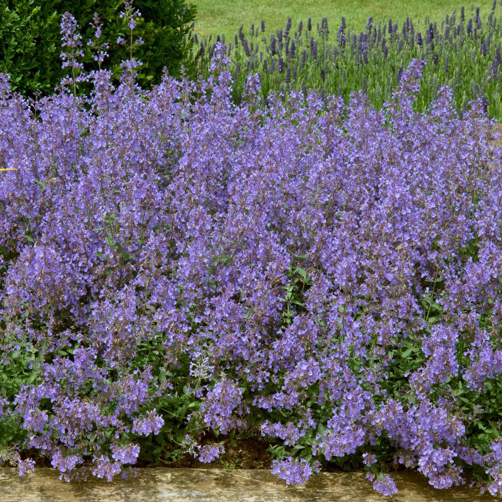 Nepeta 'junior Walker' - Compact Mauve-blue Perennial Jumbo Plug Plants | Set-of-3 | Multi