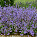 Nepeta 'junior Walker' - Compact Mauve-blue Perennial Jumbo Plug Plants | Set-of-6 | Multi