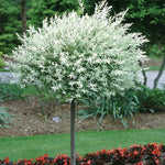 Salix Flamingo Nishiki Standard Trees Large 3-4ft Supplied In 3/5 Litre Pots | Set of 2 | Flamingo Pink