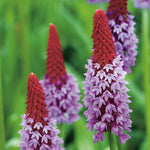 Primula Vialii 'red Hot Poker' Plants | 1 x 9cm | Crimson