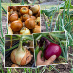 Bolt Resistant Onion Sets - Rumba, Karmen, Corrado | Set of 60