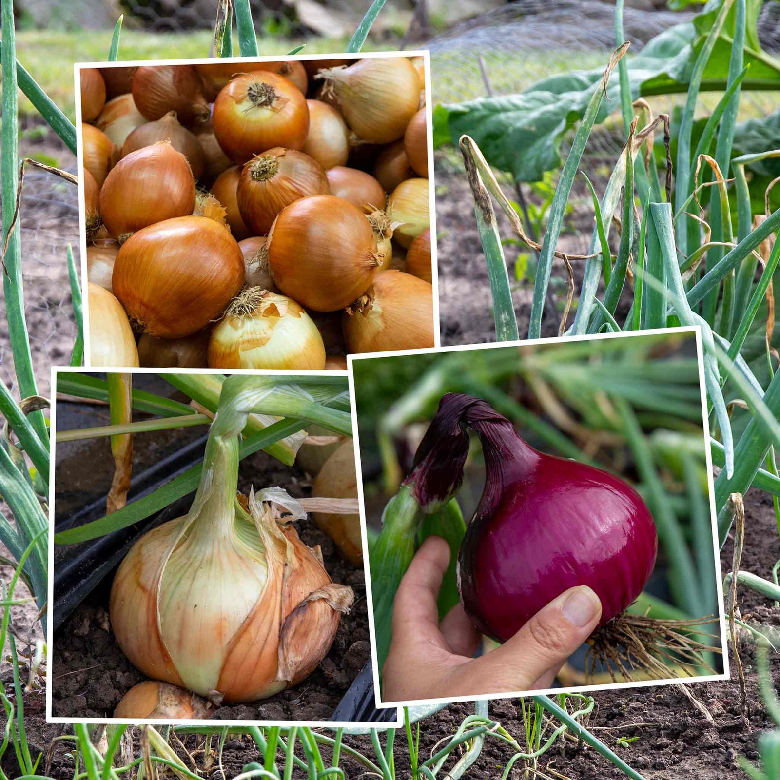 Bolt Resistant Onion Sets - Rumba, Karmen, Corrado | Set of 60