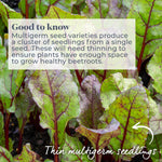 Beetroot 'boston' | 200 Seeds