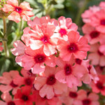 Verbena 'showboat Mango' Orange Bedding Plant | 12 x Plug Plants | Multi Colour
