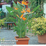 Strelitzia Bird Of Paradise 9cm Potted Plant | 1 x 9cm