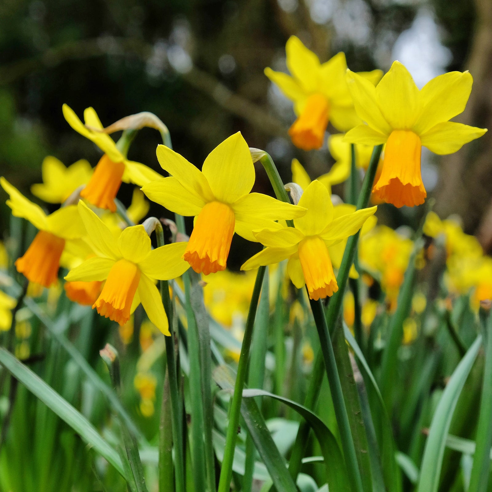 Exclusive Bumper Narcissus Collection - 60 Fantastic Bulbs