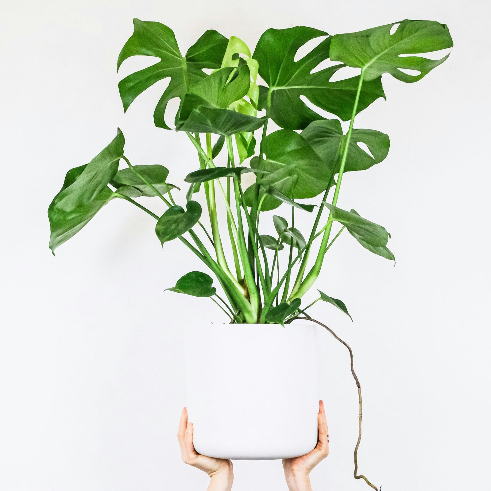 Swiss Cheese Plant - Monstera Deliciosa - Height 70-80cm - ⌀21cm | Set of 1 | Green