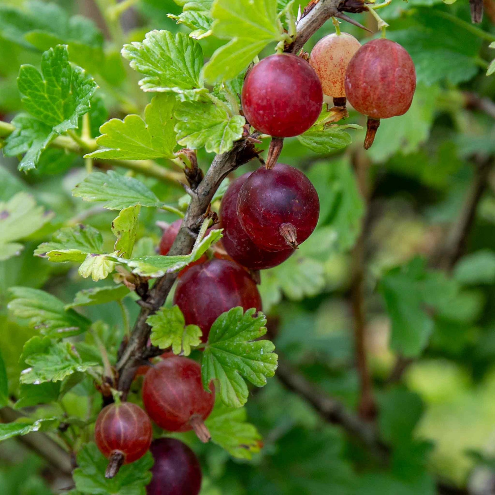 Gooseberry 'hinnonmaki Red' Tree-standard 120 Cm | 3 x Bare Root