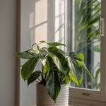 Sweetheart Plant - 2 Pcs. - Philodendron 'florida Green' - H20-30cm - ⌀12cm | Set of 2 | Green