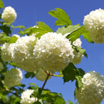 Viburnum Opulus Roseum The Snowball Tree Huge White Flowers