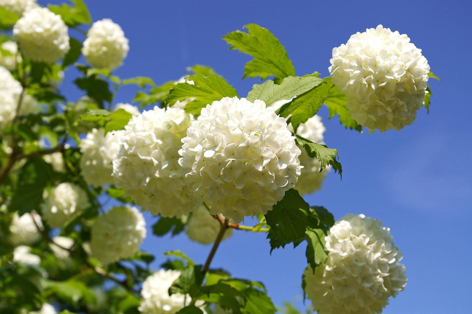 Viburnum Opulus Roseum The Snowball Tree Huge White Flowers