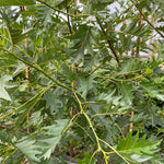 Alnus Laciniata Cut Leaf Alder Tree 5-6ft Tall Supplied In A 7.5 Litre Pot