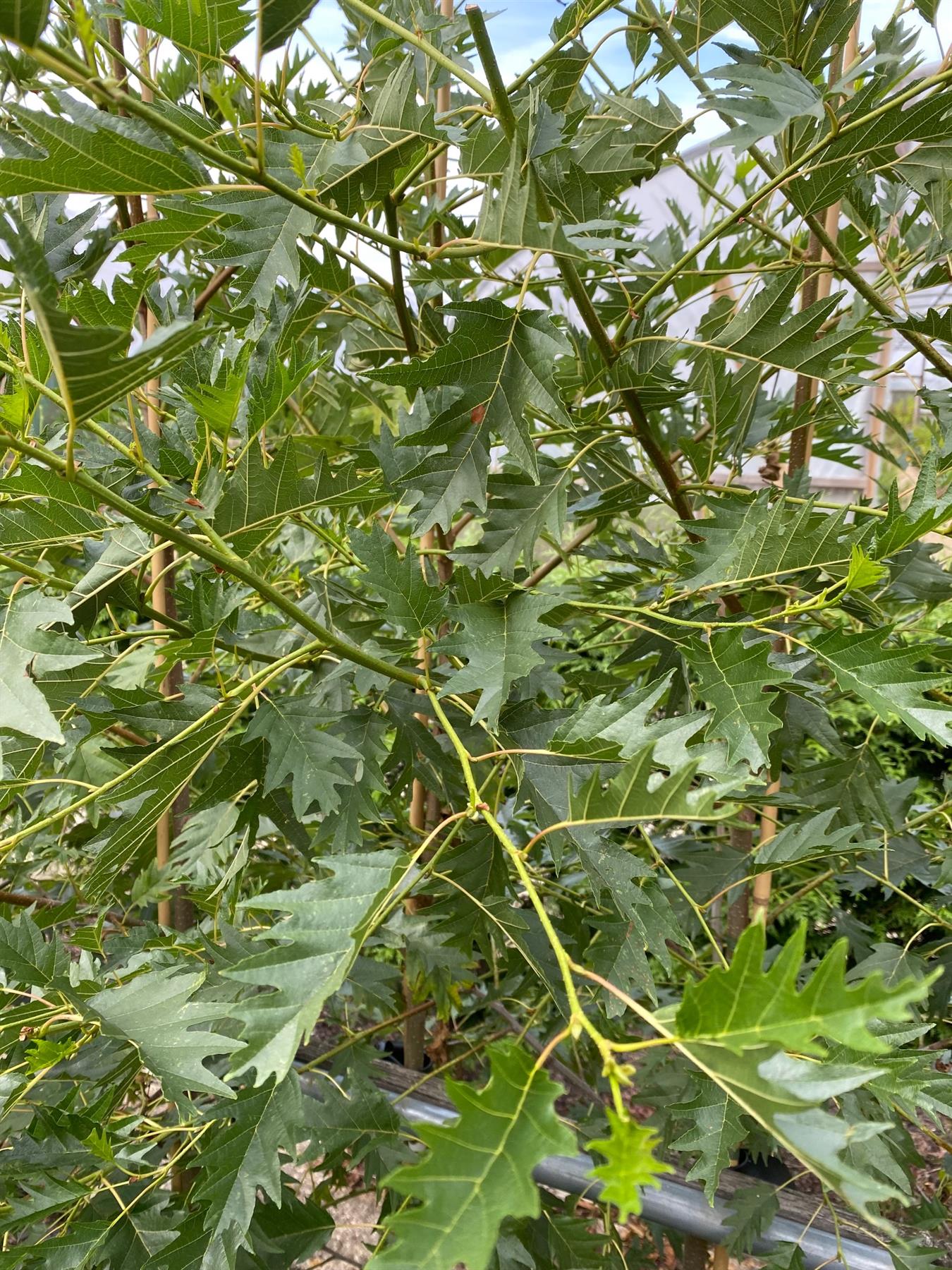 Alnus Laciniata Cut Leaf Alder Tree 5-6ft Tall Supplied In A 7.5 Litre Pot