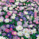 Anemone Blanda Mixed Corms | 50 x Bulbs | Multi
