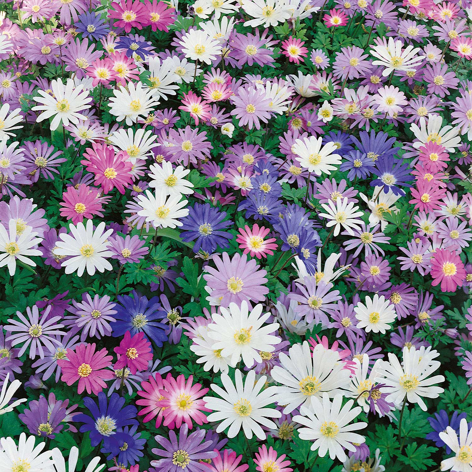Anemone Blanda Mixed Corms | 50 x Bulbs | Multi