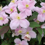 Clematis 'Montana Mayleen' Potted Plant | 3 x 7cm