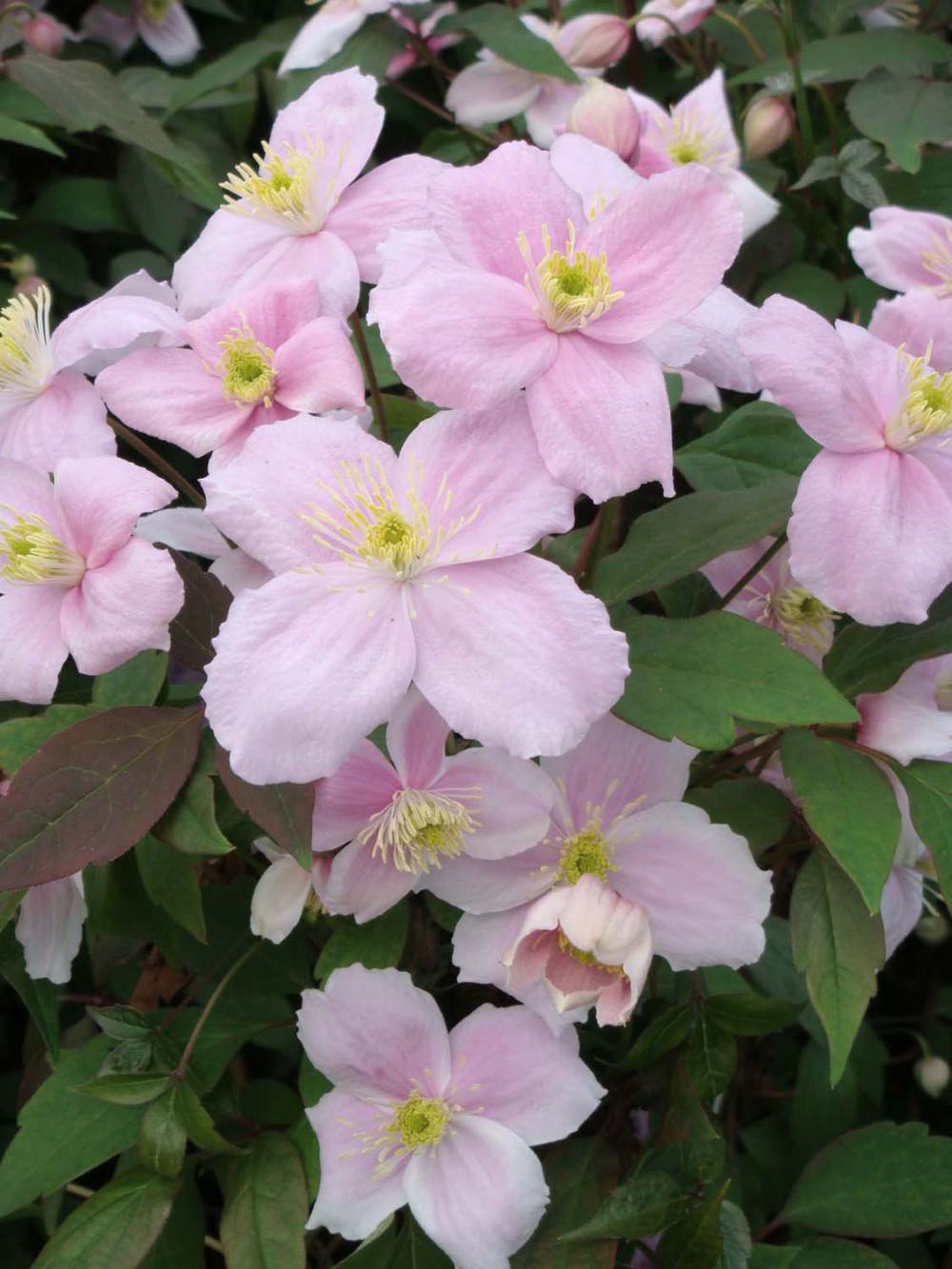 Clematis 'Montana Mayleen' Potted Plant | 3 x 7cm