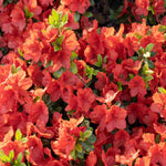 Zingy Azalea Collection - 8cm pots | Set-of-9 | Multi