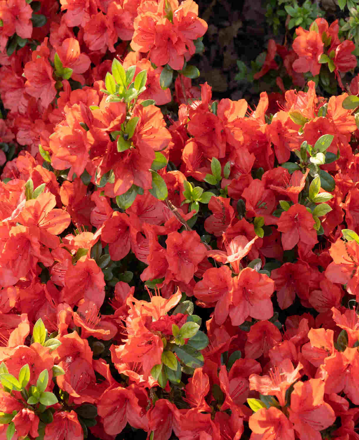Zingy Azalea Collection - 8cm pots | Set-of-9 | Multi