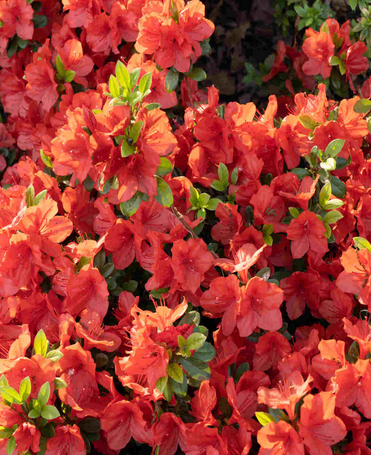 Zingy Azalea Collection - 8cm pots | Set of 9 | Multi