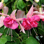 Fuchsia 'bella Rosella' Trailing Double Pink 30cm | 12 x Plug Plants
