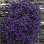 Trailing Lobelia Monsoon Sapphire Blue Flowers Garden Ready Plants | 48 x Garden Ready Plants