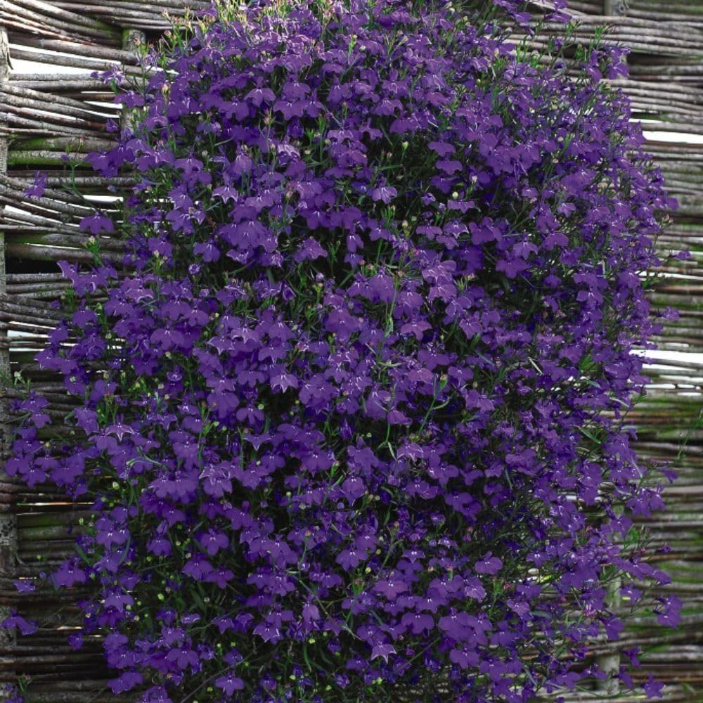 Trailing Lobelia Monsoon Sapphire Blue Flowers Garden Ready Plants | 48 x Garden Ready Plants