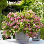 Hayloft Pretty Pink Shrub Collection - 9cm Pots