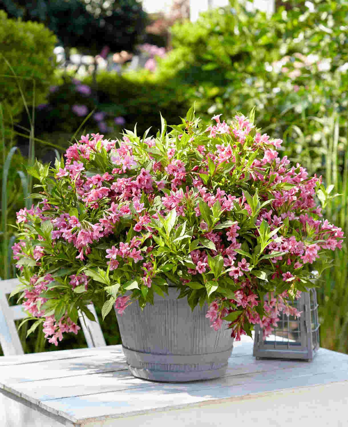 Hayloft Pretty Pink Shrub Collection - 9cm Pots