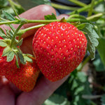 Everbearing Strawberry 'malling Champion' | 6 x Plug Plants | Red
