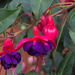 Fuchsia 'dollar Princess' - Double-flowered, Compact 45 Cm Jumbo Plug Plants | 3 x Jumbo Plug Plants | Multi