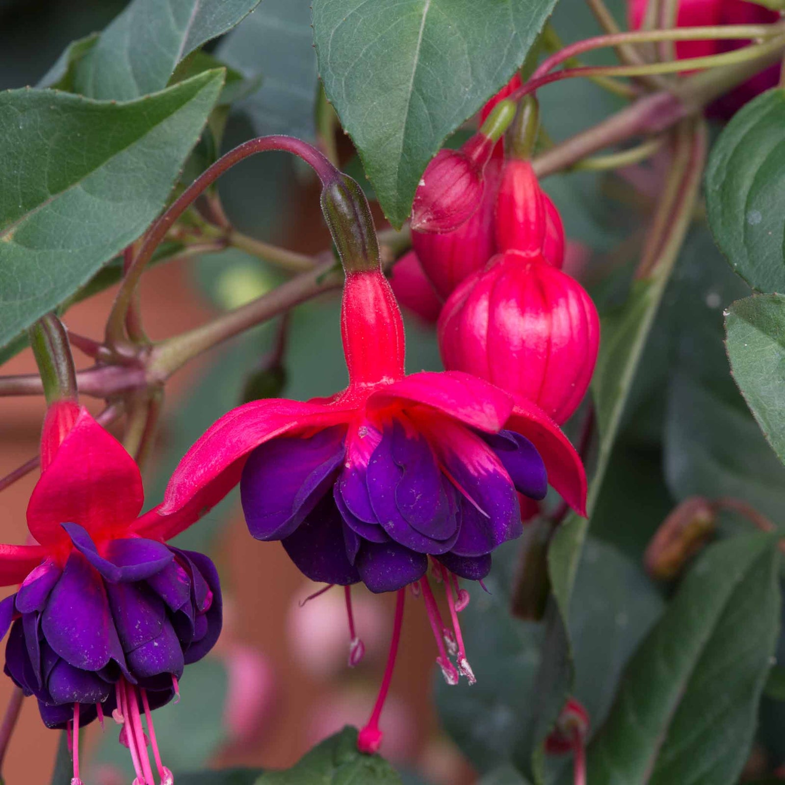 Fuchsia 'dollar Princess' - Double-flowered, Compact 45 Cm Jumbo Plug Plants | 3 x Jumbo Plug Plants | Multi
