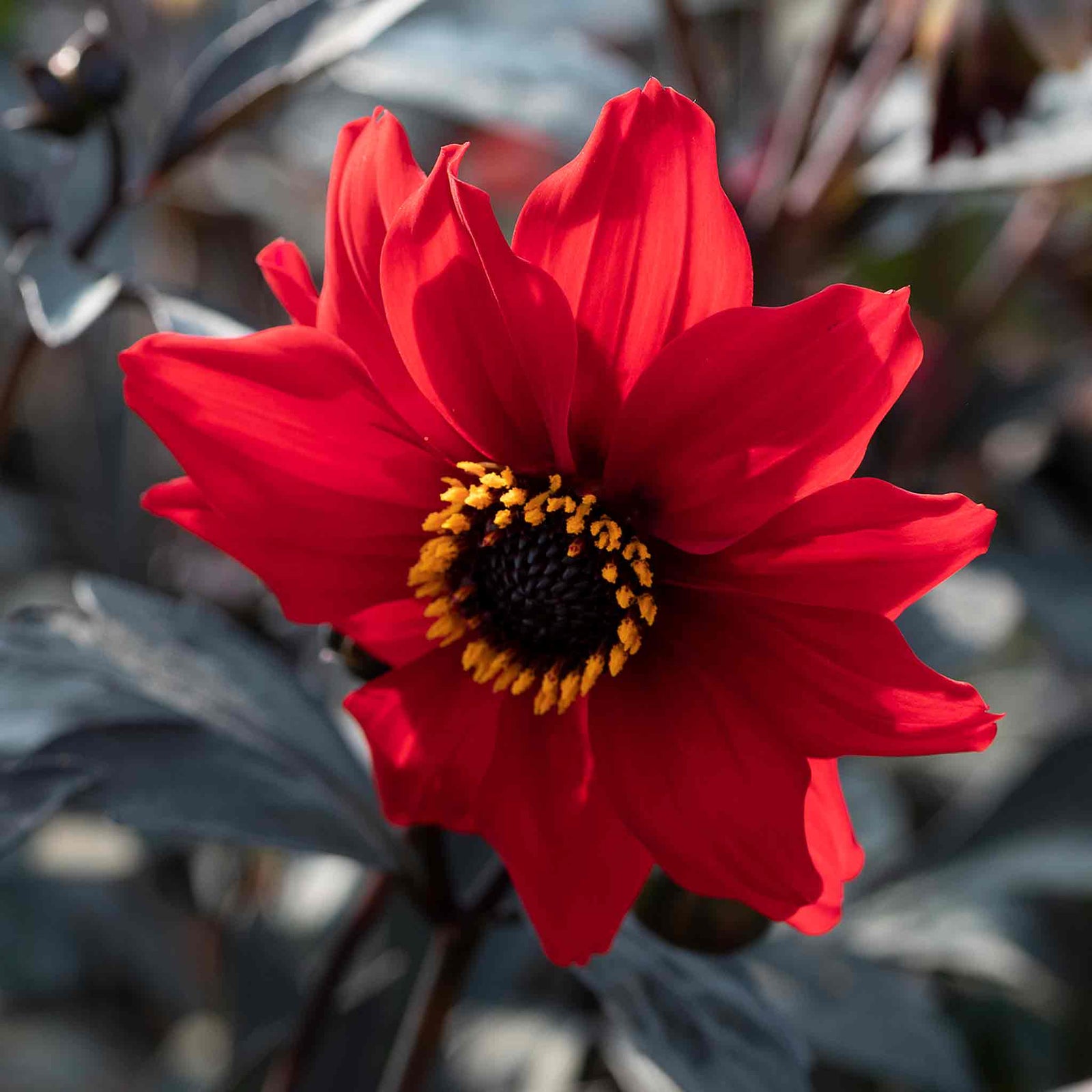 Dahlia Pinnata 'black Forest Ruby' Seeds | 35 Seeds
