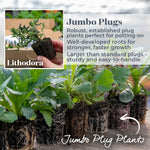 Lithodora 'heavenly Blue' | 3 x Jumbo Plug Plants | Dark Blue