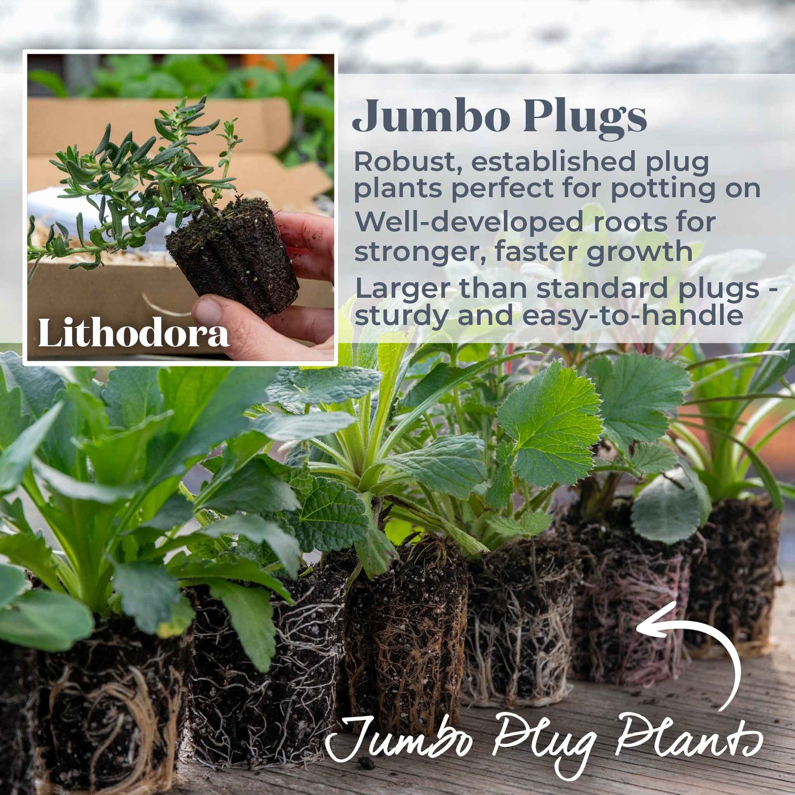 Lithodora 'heavenly Blue' | 3 x Jumbo Plug Plants | Dark Blue