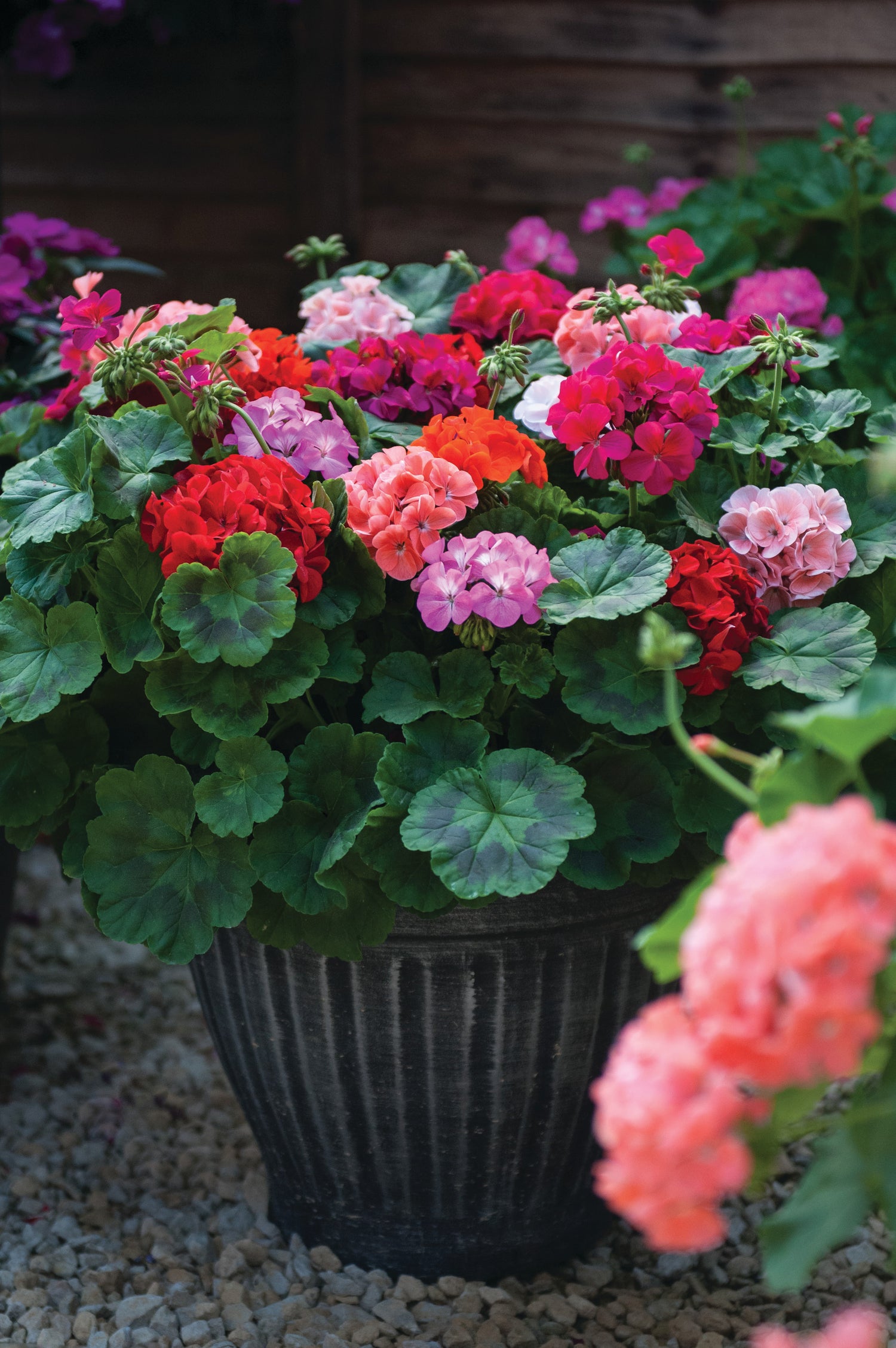 Geranium Jackpot | Set of 42